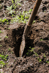 A shovel with a handle, a garden tool in earthy brown soil close-up. Photography, nature.