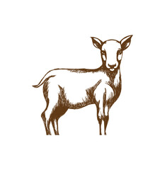 Goat farm hand drawn engraving style sketch Vector illustration.