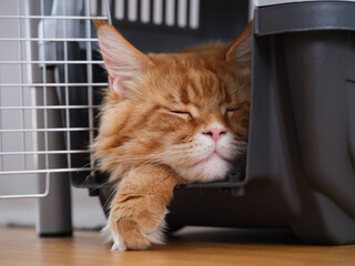 A red Maine coon cat sleeping in a cat carrier.