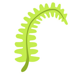 Growing Fern Illustration 