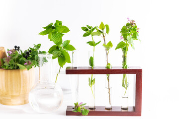 Glass test tubes and laboratory dishes with different plants on white background. Alternative herbal medicine concept. 