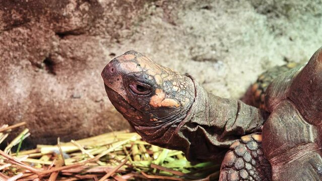 yellow legged turtle (geochelone denticulata) head close up