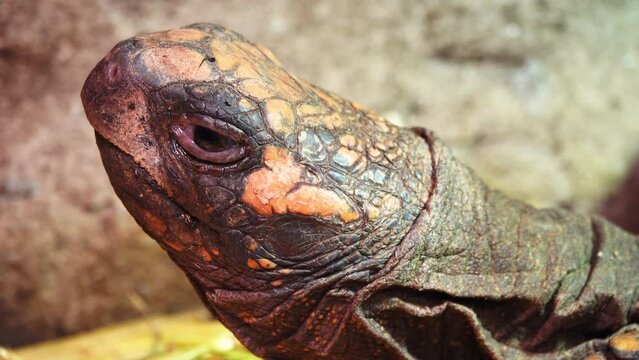 yellow legged turtle (geochelone denticulata) head close up
