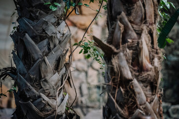A close-up soft focus of a palm tree