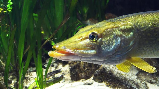 close-up of a pike fish against a background of green algae