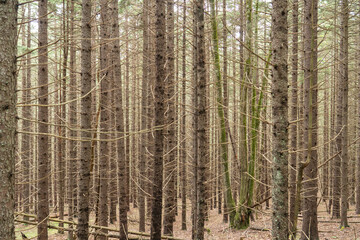 Fototapeta premium thick densely wooded coniferous forest with thin lateral branches and needles seemingly filling in all vertical space in between evergreen tree trunks in the wooded mountain habitat