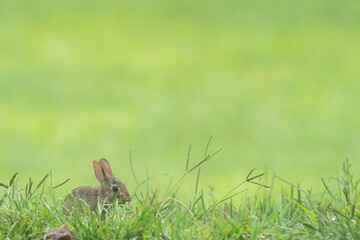 tiny baby rabbit hops along like a little cutie pie in the grass, with green field and room fro graphics