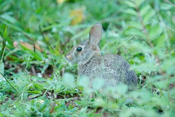 Cute little furry eastern cottontail rabbit stays still and hidden in the foliage in a suburban garden, the prey species constantly aware of its surroundings