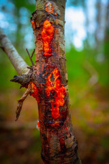 Sapcicle on damaged bark of tree in the forest, red hardened sap drooling on the bark