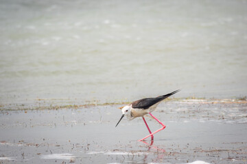 Cute water bird. Black winged Stilt feeding in the lake. Black winged Stilt, or or pied stilt,...
