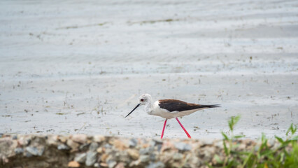 Cute water bird. Black winged Stilt feeding in the lake. Black winged Stilt, or or pied stilt, Himantopus himantopus.