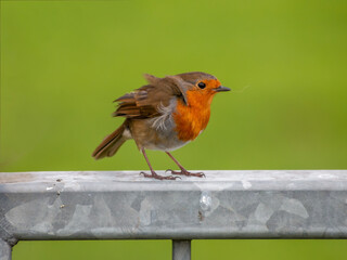 Portrait of a small robin bird standing on a metal bar against green background