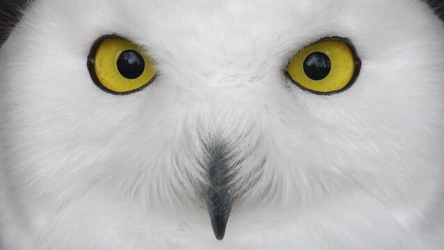 Close up of snowy owl turning head on a blurred background