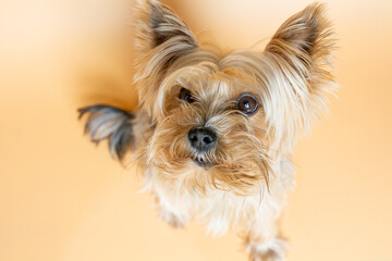 Kleiner Yorkshire Terrier