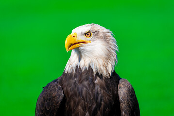 American Bald Eagle
