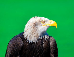 American Bald Eagle
