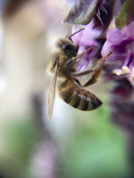 DBe landing on purple flower. Macro lens.
Abelha pousando na flor roxa. Lente macro
