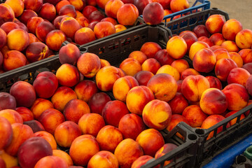 Fresh apricot fruit boxes sold in the market. Apricots harvest, many fresh apricot.