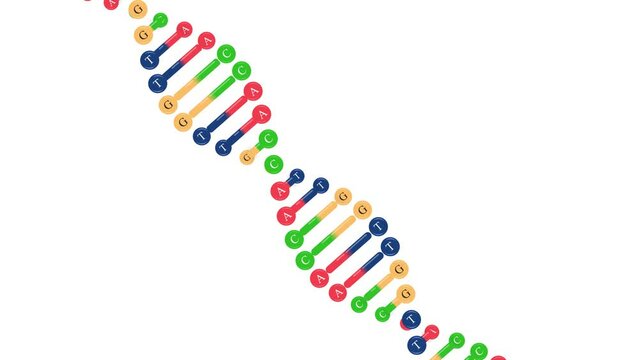 The Structure of DNA Molecule and Genetic Information, Spiral Deoxyribonucleic acid DNA, With multiple shots, with white background