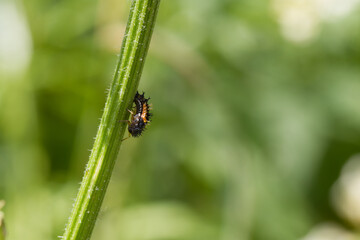 Fototapeta premium ladybird larva sits on the green bare stalk of a plant 