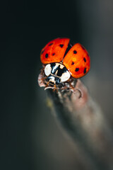 close-up of ladybug on a branch - 597279315