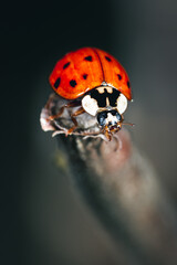 close-up of ladybug on a branch - 597279318