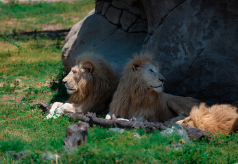 Naklejka premium 2 Lions in the Zoo