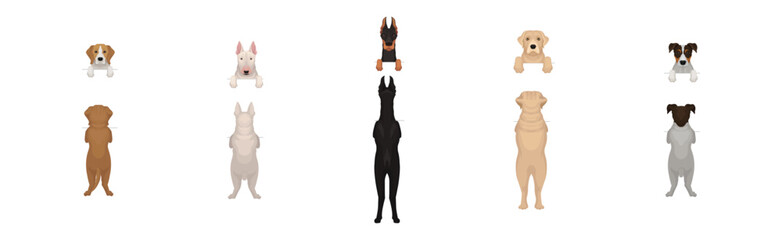 Dogs of Different Breeds Standing on Hind Legs Front and Back Vector Set