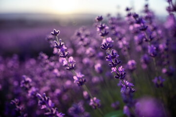 Lavender flower background with beautiful purple colors and bokeh lights. Blooming lavender in a...