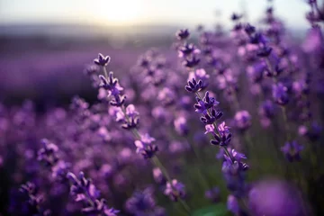Fototapeten Lavender flower background with beautiful purple colors and bokeh lights. Blooming lavender in a field at sunset in Provence, France. Close up. Selective focus. © panophotograph