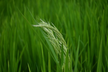Rice plants that have just released rice seeds with a blurry green background