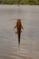 catfish fish hanging on fishing line