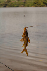 catfish fish hanging on fishing line