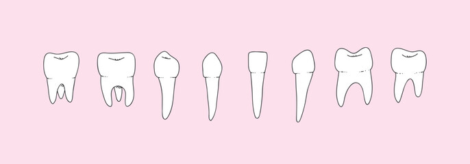 Simple set of human teeth