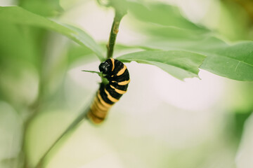 Schwarzgelbe Raupe 