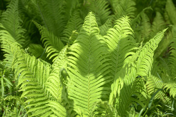 クサソテツ　葉模様