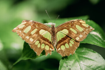 Schmetterlingflügel