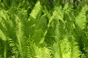 クサソテツ　葉模様