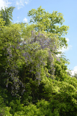 新緑とヤマフジ