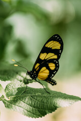 Fototapeta na wymiar Schmetterling Nahaufnahme