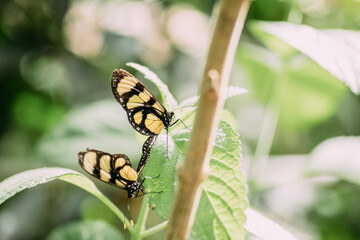 Schmetterling Nahaufnahme © herzträumerin