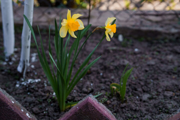 Beautiful yellow narcissus flower. yellow daffodil bush