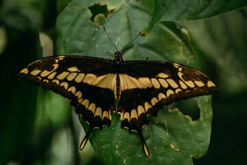 Schmetterling Nahaufnahme
