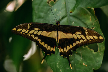 Schmetterling Nahaufnahme