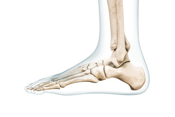 Foot bones lateral view with body contours 3D rendering illustration isolated on white with copy space. Human skeleton and ankle anatomy, medical diagram, osteology, skeletal system concepts. - obrazy, fototapety, plakaty