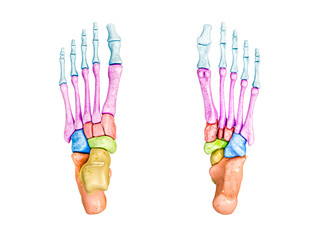 Foot bones inferior and superior view labeled with colors 3D rendering illustration isolated on white with copy space. Human skeleton anatomy, medical diagram, osteology concepts.