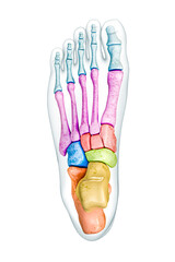 Foot bones superior or dorsal view labeled with colors with body 3D rendering illustration isolated on white with copy space. Human skeleton or skeletal system anatomy, medical diagram concepts.