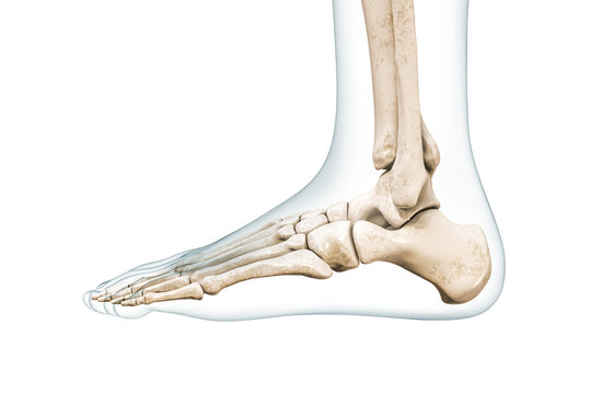 Foot bones lateral view with body contours 3D rendering illustration isolated on white with copy space. Human skeleton and ankle anatomy, medical diagram, osteology, skeletal system concepts.