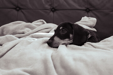 adorable puppy lounging 