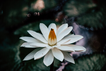 white water lily